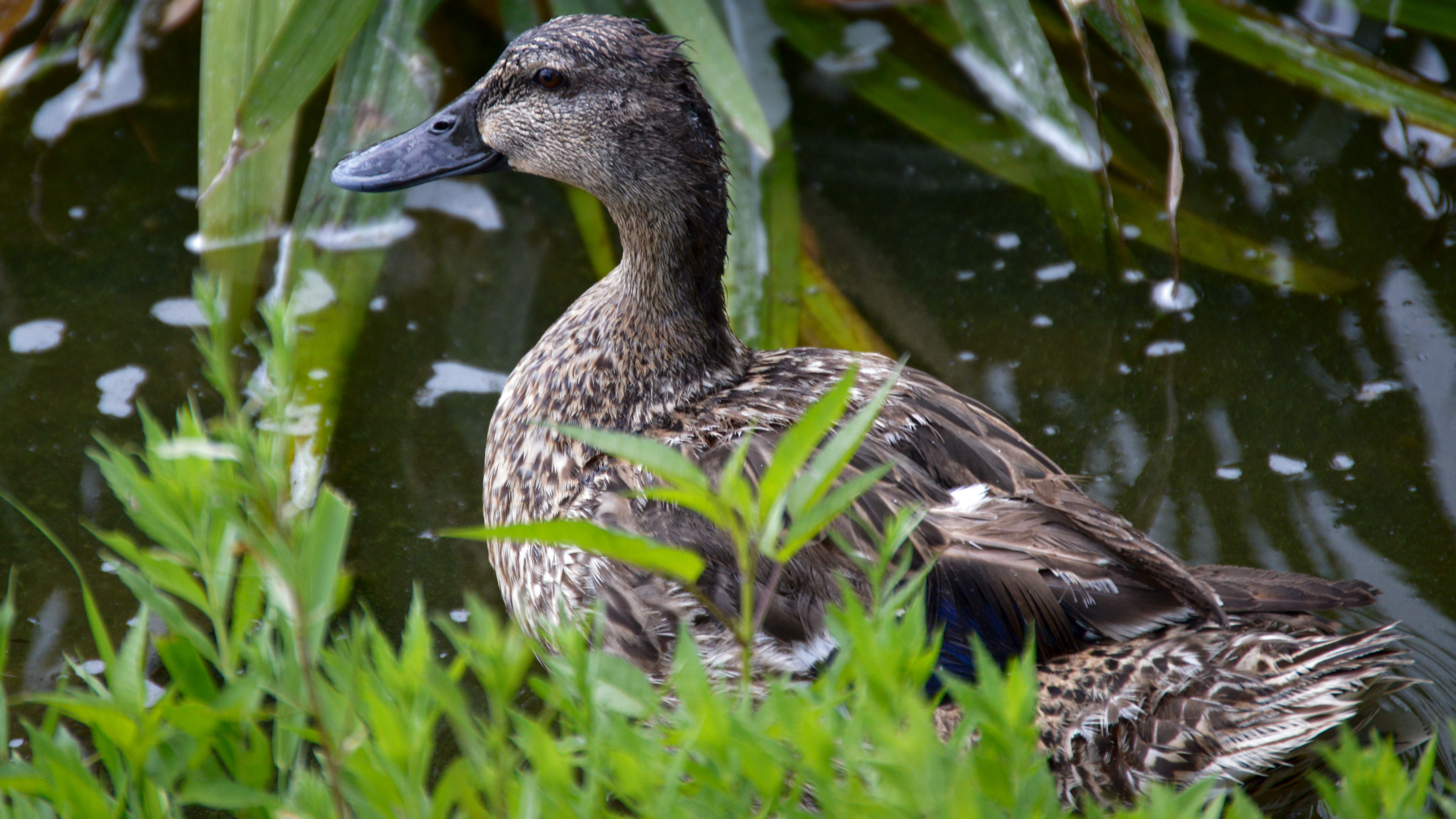 Female Mallard Shutterbug